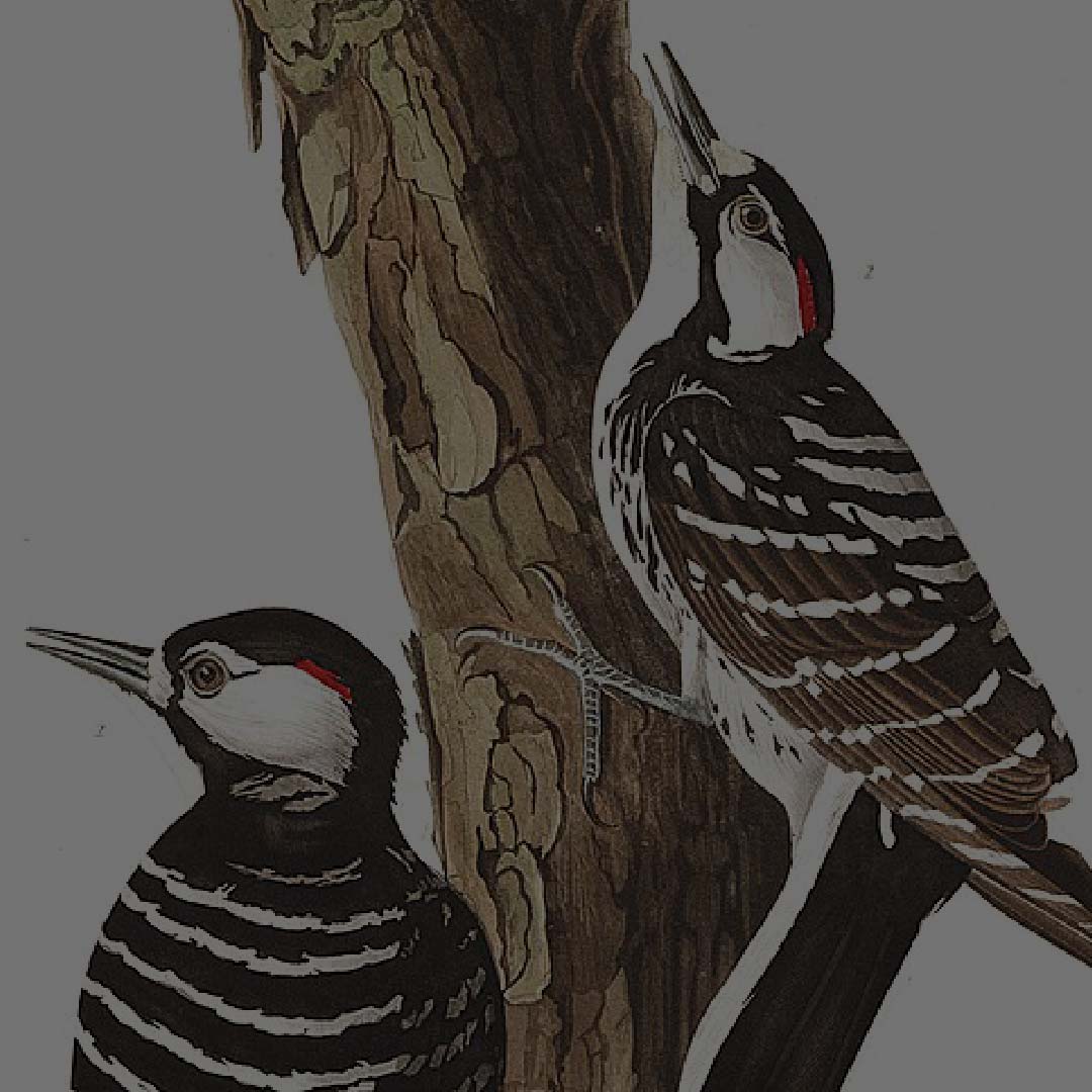 The Return of the  Red-Cockaded Woodpecker to Hitchcock Woods