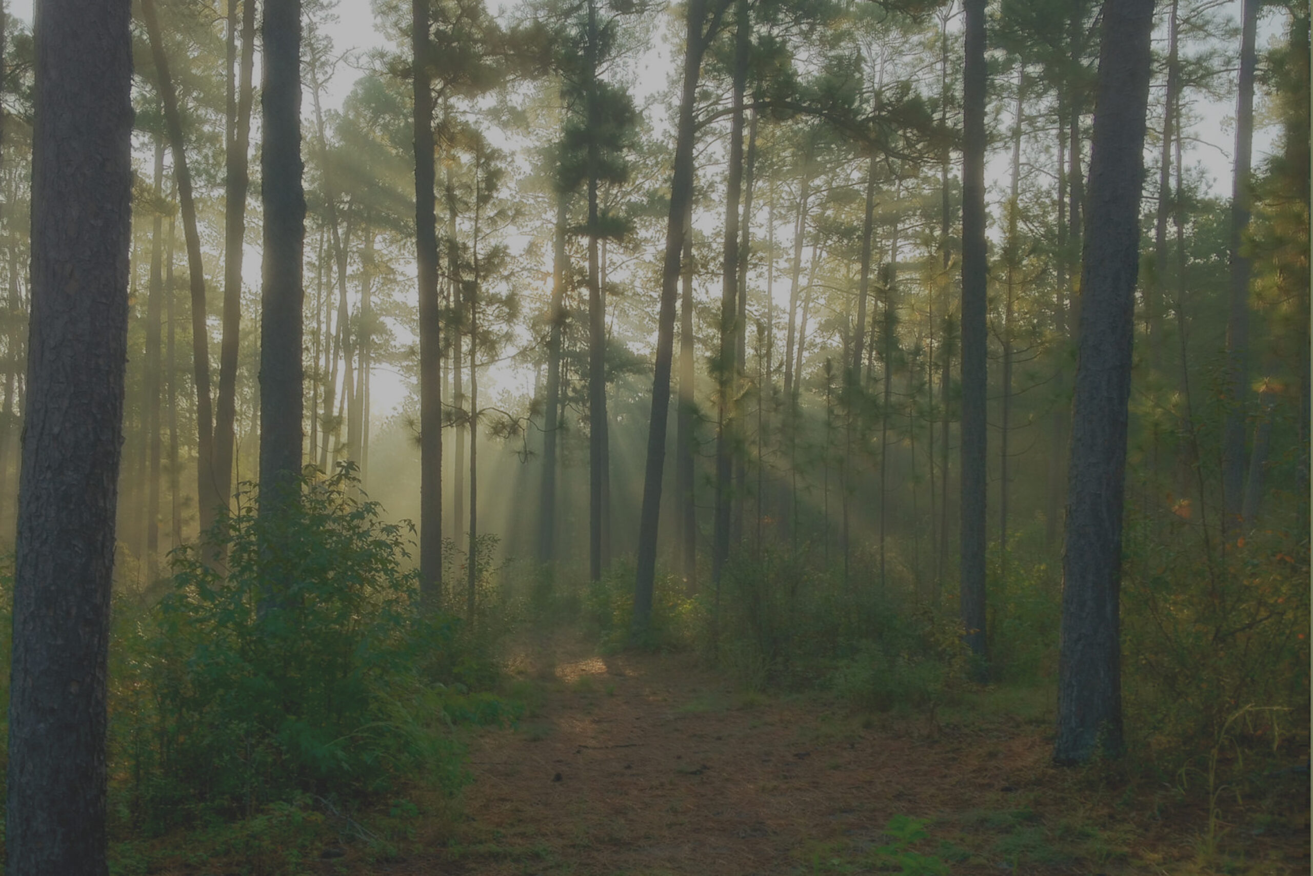 The Recovery of Hitchcock Woods: An Update Following Hurricane Helene