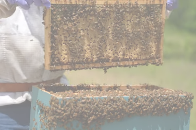 The Secret Life of Beekeepers